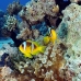 anemonefish_twoband_tob_v_0016_egy0024.jpg